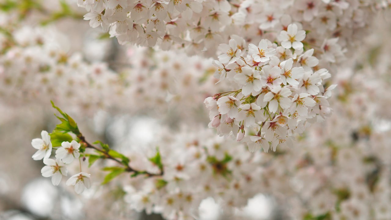 Cherry blossoms, Queen Elizabeth Park, Vancouver, Canada (© Harris Hui/Getty Images) desktop wallpaper