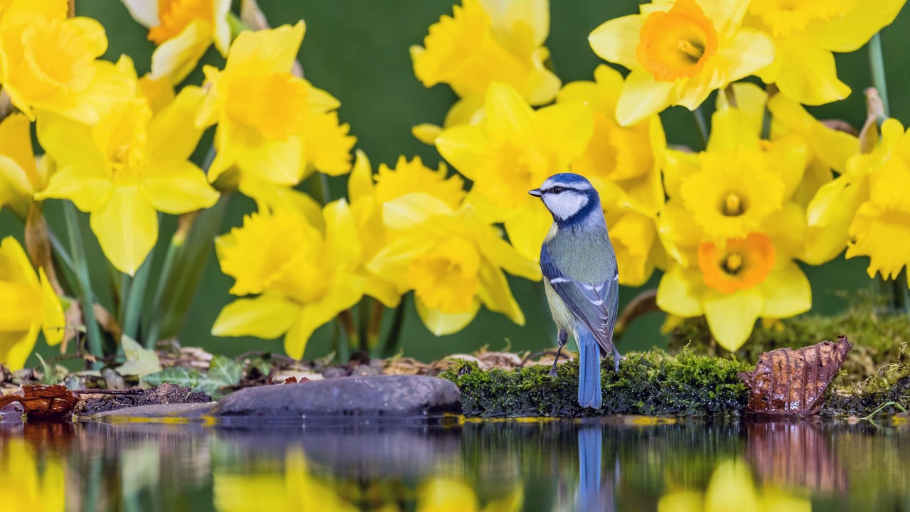 A blue tit amongst daffodils in Mid Wales, United Kingdom (© Philip Jones/Alamy) desktop wallpaper