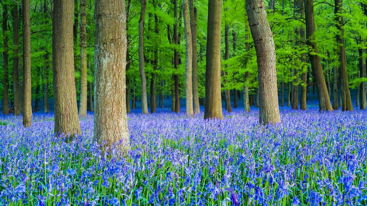 山毛榉树林里的蓝铃花,英国赫特福德郡 (© Dan Tucker/Alamy) desktop wallpaper