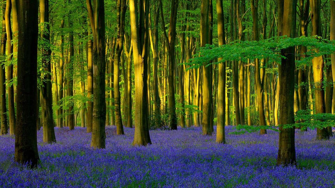 Bluebells in Micheldever Wood, Hampshire (© Hursley/Getty Images Plus) desktop wallpaper
