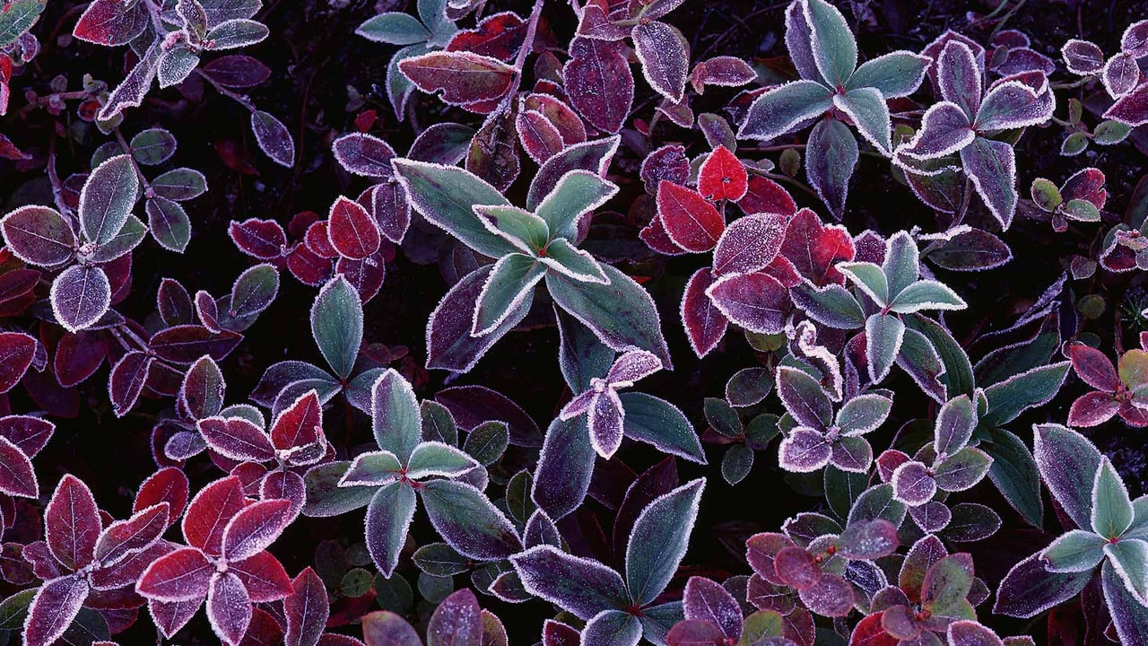 蓝莓植物上的霜,加拿大新不伦瑞克 (© Freeman Patterson/Masterfile) desktop wallpaper