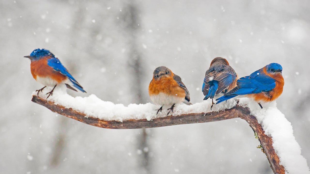 Eastern bluebirds in Charlotte, North Carolina (© Elizabeth W. Kearley/Getty Images) desktop wallpaper