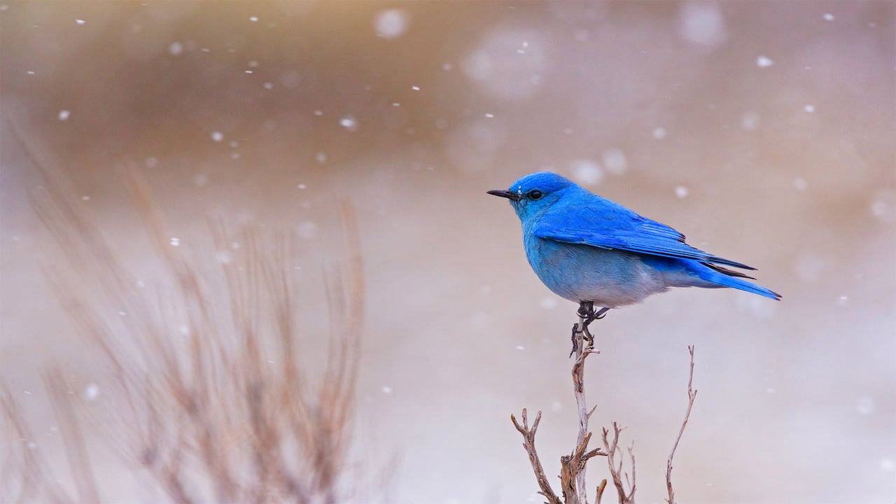 Male mountain bluebird in Yellowstone National Park, Wyoming (© Jason Savage/Tandem Stills + Motion) desktop wallpaper