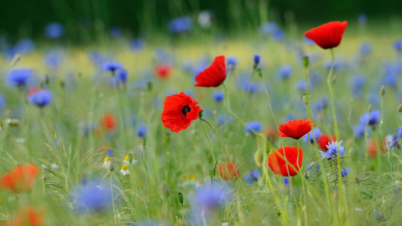Blumenwiese mit Klatschmohn (Papaver rhoeas) und Kornblumen (Centaurea cyanus), Nordrhein-Westfalen, Deutschland (© imageBROKER/Alamy Stock Photo) desktop wallpaper