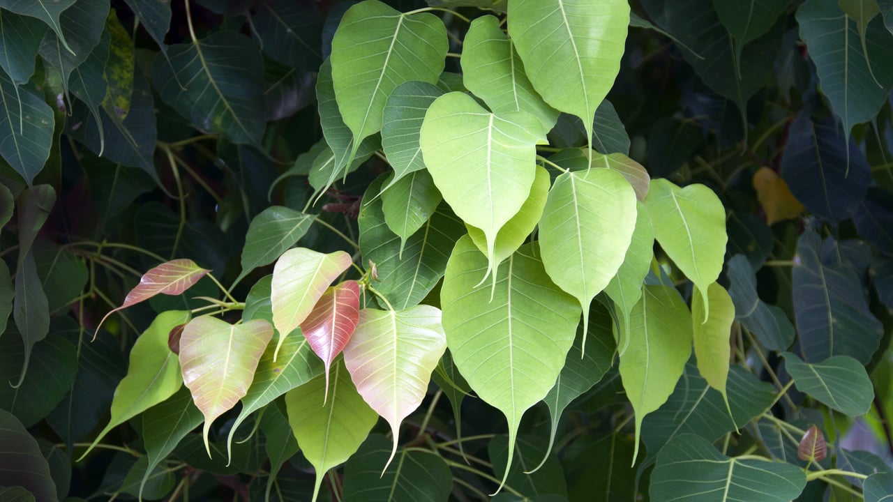 Bodhi Tree in Bodh Gaya, India (© Rosita So Image/Getty Images) desktop wallpaper