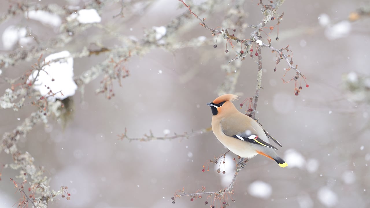 キレンジャク (© sandpiper/adobe stock) desktop wallpaper