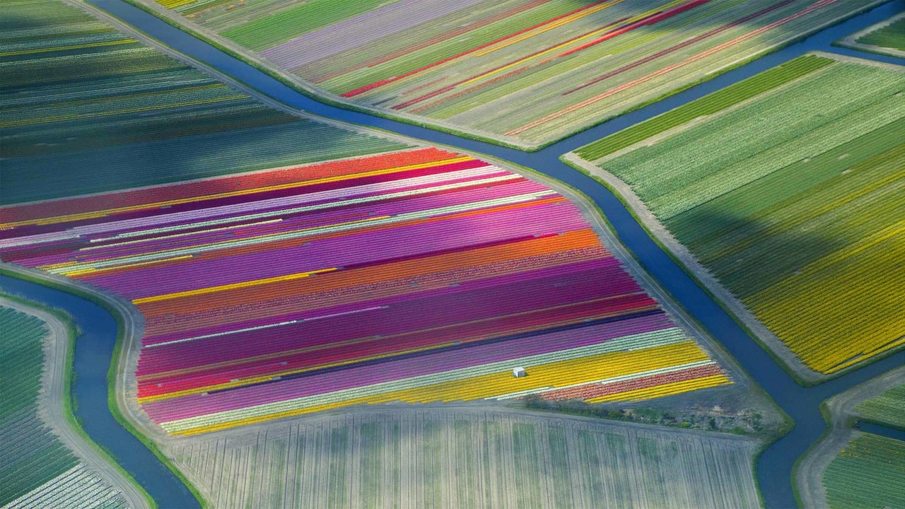 Tulip fields in the Duin- en Bollenstreek region for the Amsterdam Tulip Festival (© Frans Sellies/Getty Images) desktop wallpaper