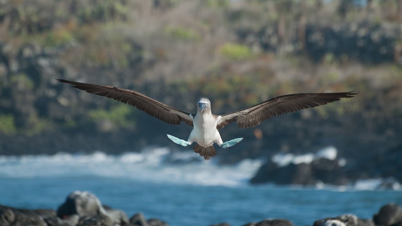 Blue-footed booby, Galápagos Islands, Ecuador (© Tui De Roy/Minden Pictures) desktop wallpaper