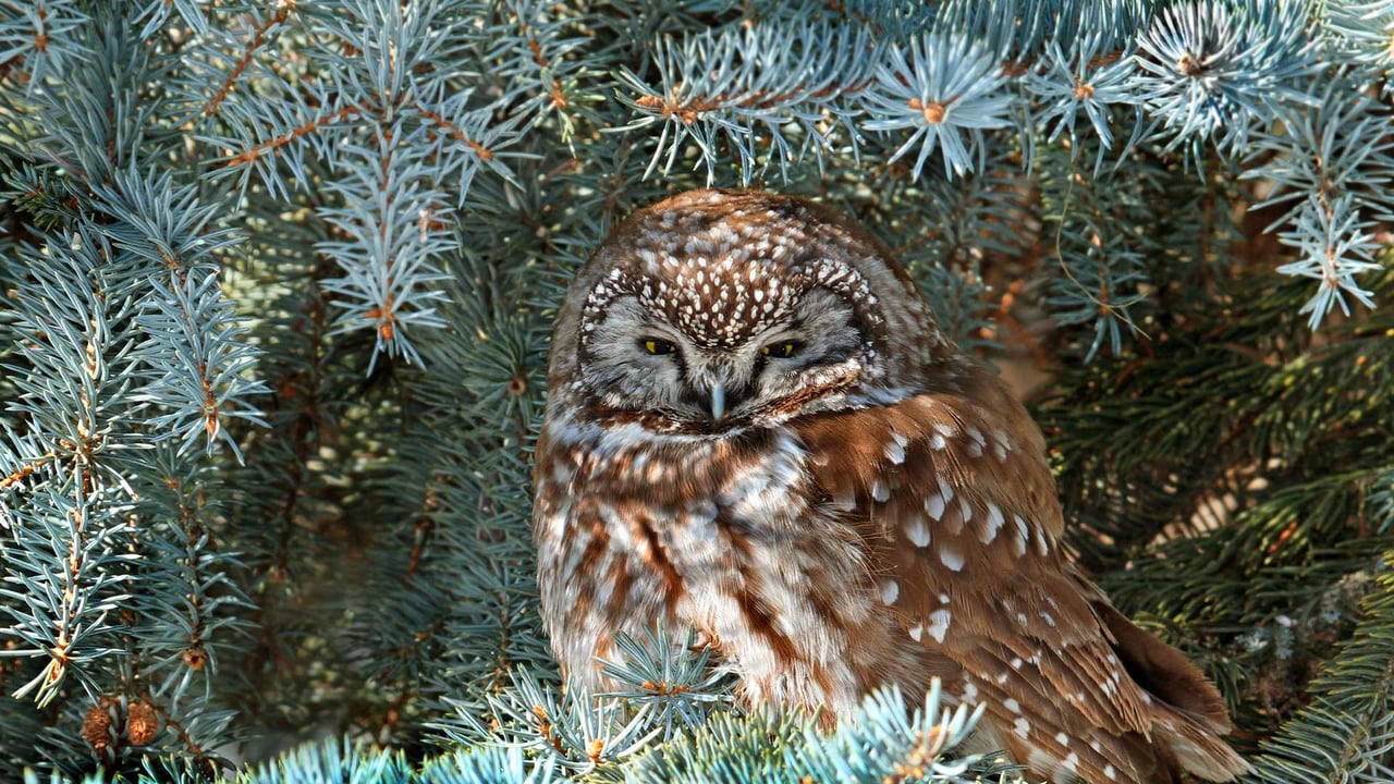 Boreal owl, Saskatchewan, Canada (© Nick Saunders/Minden Pictures) desktop wallpaper
