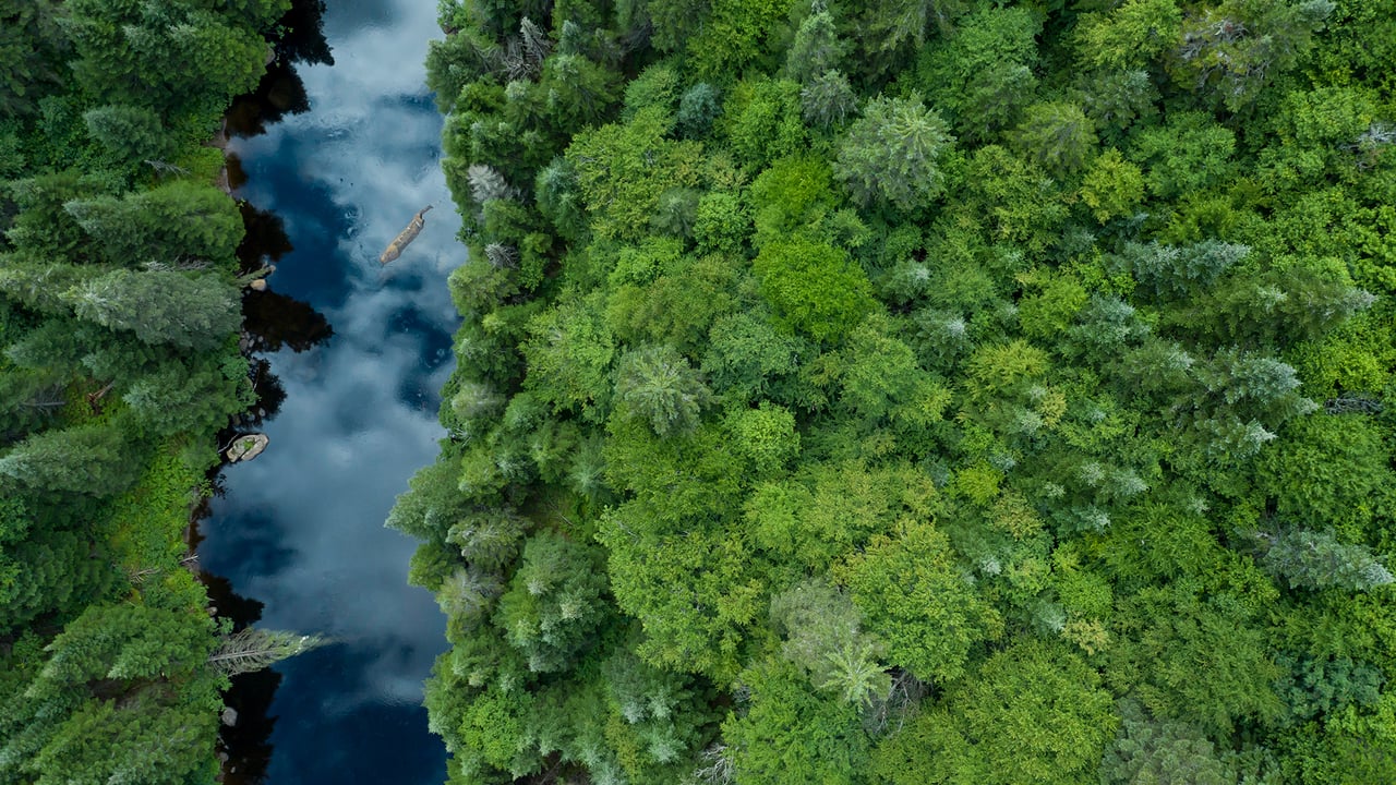 Aerial View of Boreal Forest in summer, Quebec (© Onfokus/Getty Images) desktop wallpaper