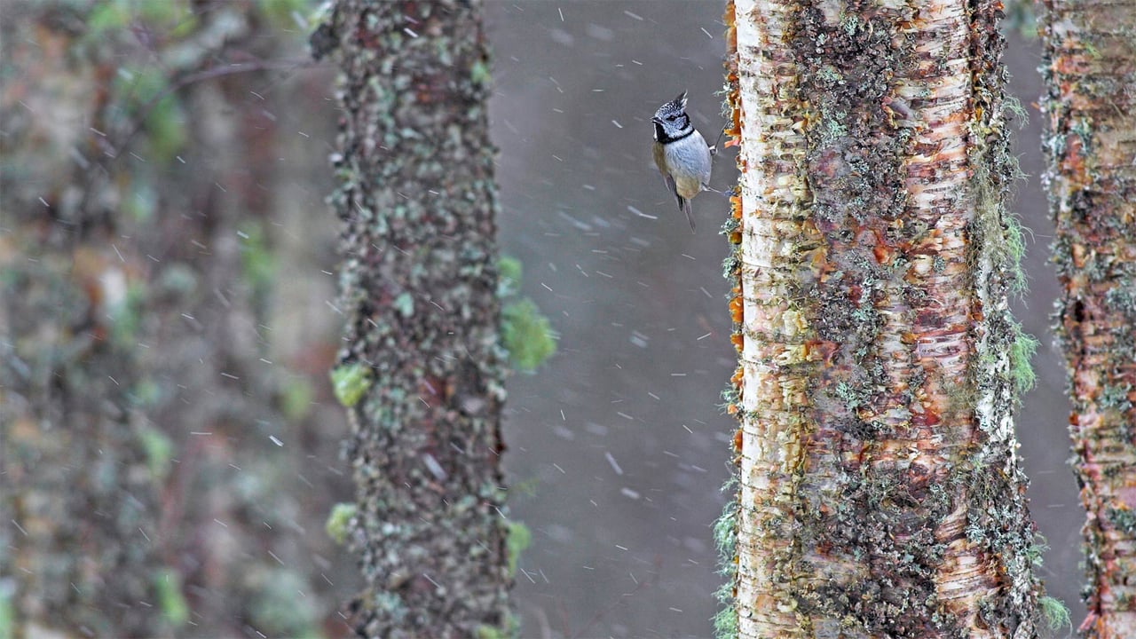A European crested tit weathers a storm in Scotland (© Ben Hall/Minden Pictures) desktop wallpaper