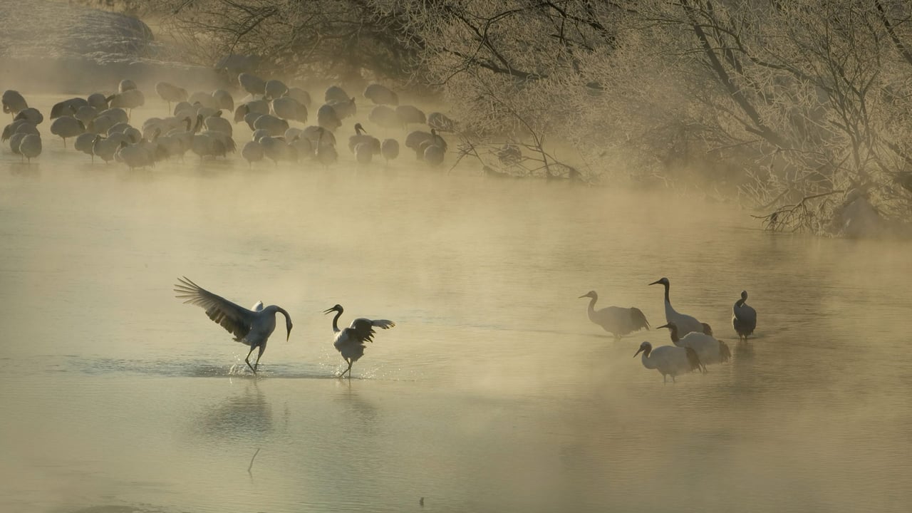 Red-crowned crane bowing to his mate in Hokkaido, Japan (© Steve Bloom Images/Alamy) desktop wallpaper