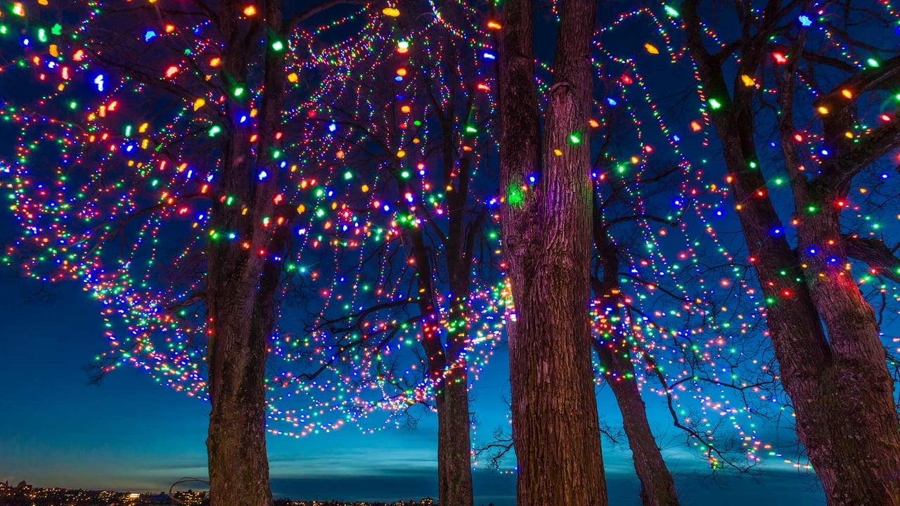 Christmas lights on trees at dusk, Vancouver, Canada (© Stuart Dee/Getty Images) desktop wallpaper