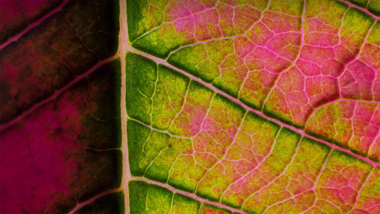 Poinsettia leaf close-up (© Charles Floyd/Alamy) desktop wallpaper