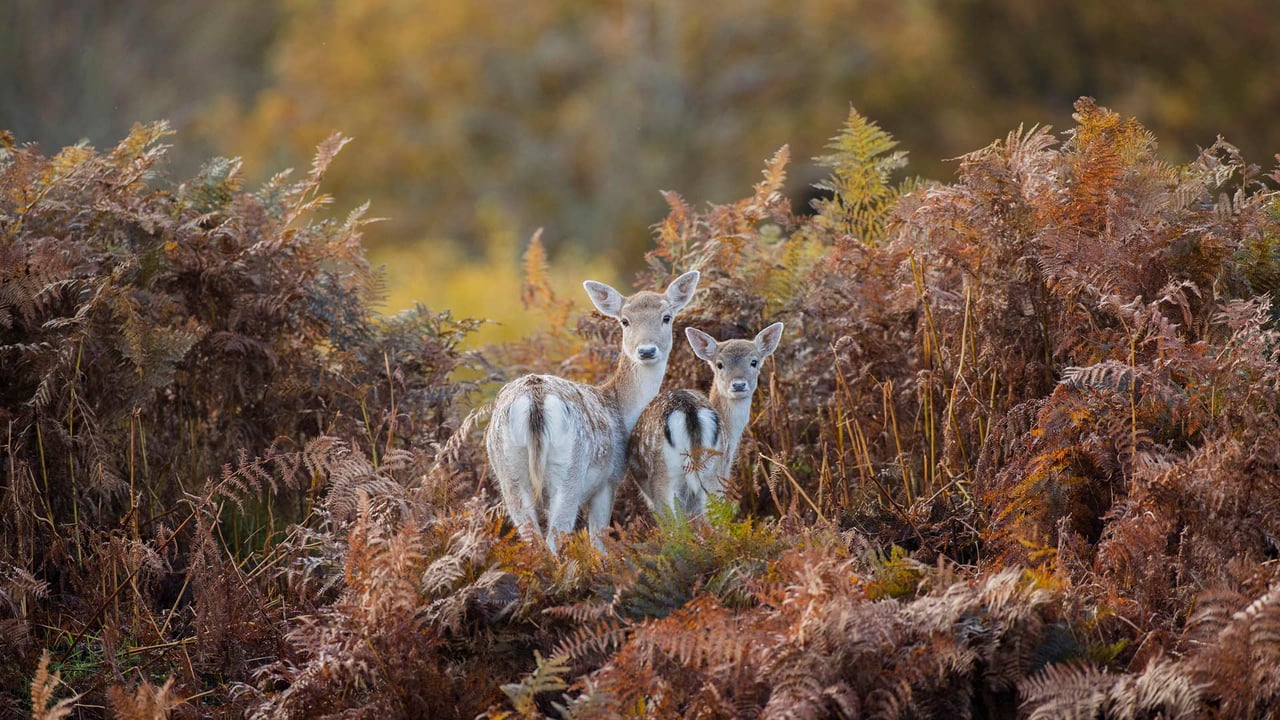 Fallow deer in Bradgate Park, Leicestershire, England (© Chris Bainbridge/Alamy) desktop wallpaper