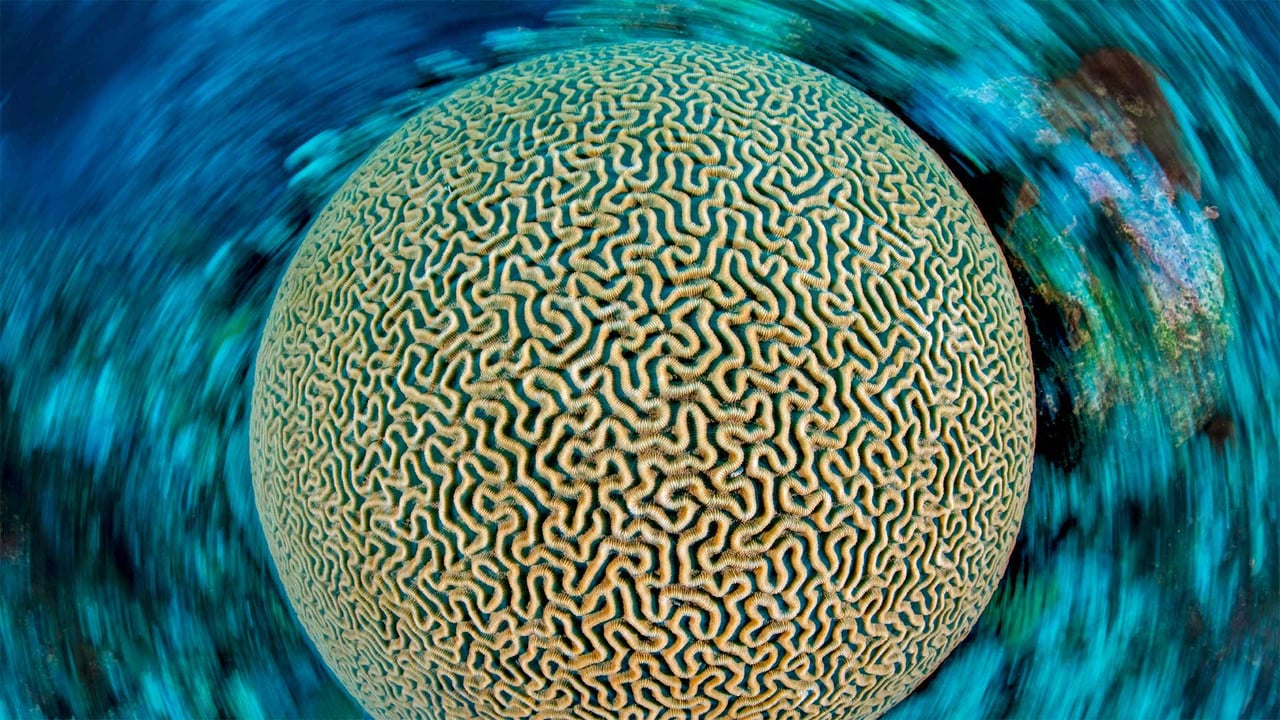 Symmetrical brain coral on a reef in the Caribbean Sea near Grand Cayman, Cayman Islands (© Alex Mustard/Minden Pictures) desktop wallpaper