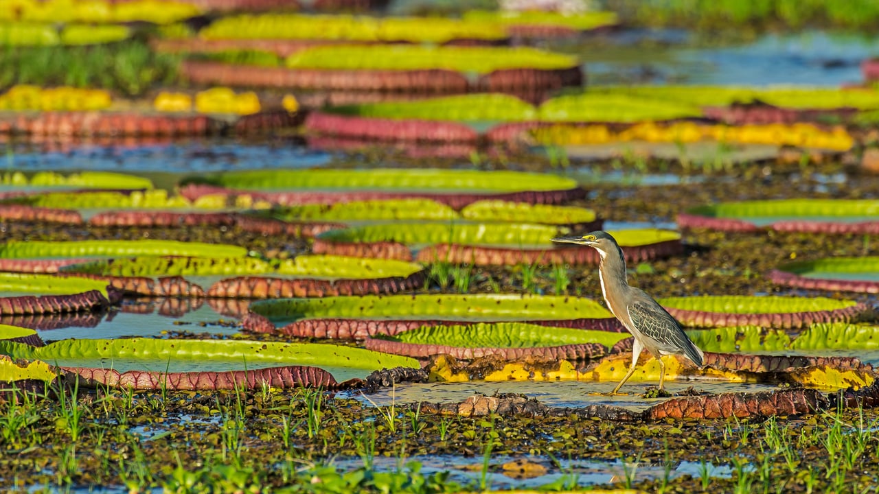 Striated heron on a Victoria water lily, Pantanal, Brazil (© Gerald Corsi/Getty Images) desktop wallpaper