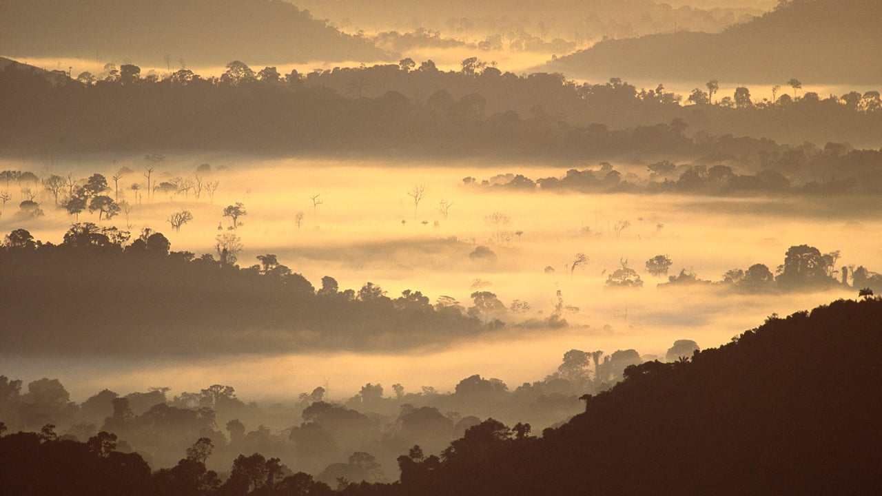 Amazon rainforest, Brazil (© Claus Meyer/plainpicture) desktop wallpaper