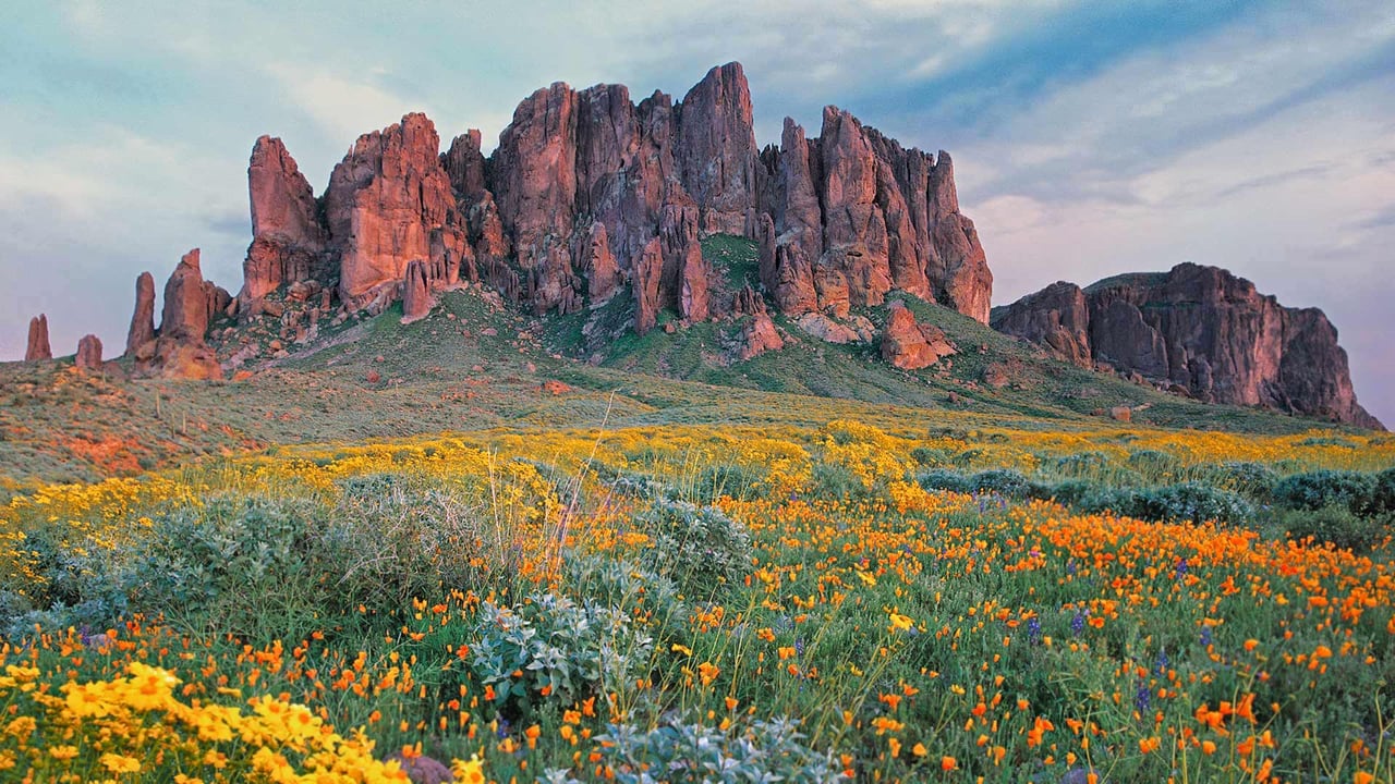 Wildflowers in bloom at Lost Dutchman State Park in Arizona (© Tim Fitzharris/Minden Pictures) desktop wallpaper