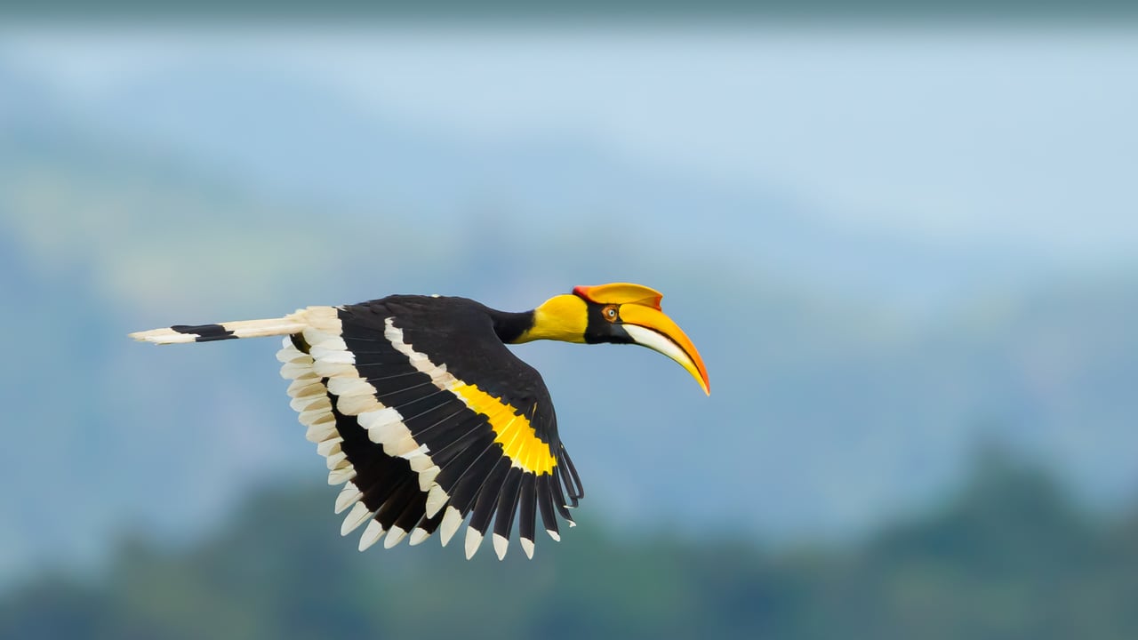 Great hornbill, Khao Yai National Park, Thailand (© kajornyot wildlife photography/Shutterstock) desktop wallpaper