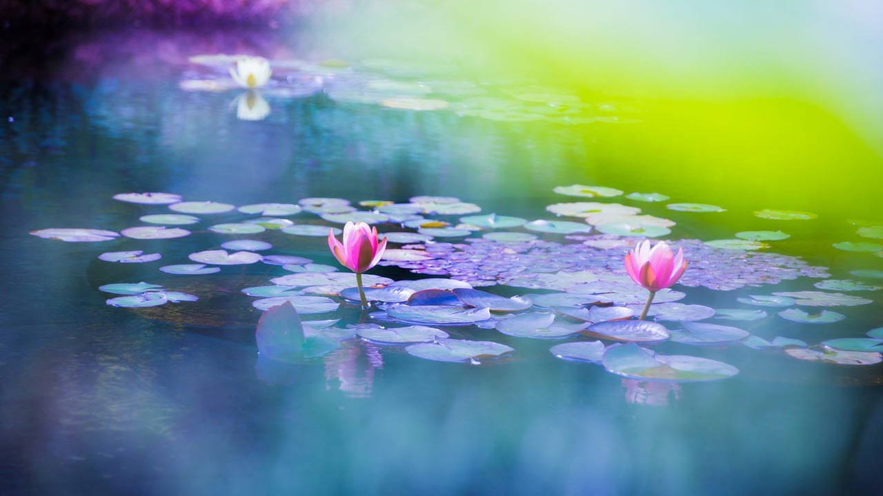 池に咲く睡蓮 (© Masahiro Noguchi/GettyImages) desktop wallpaper
