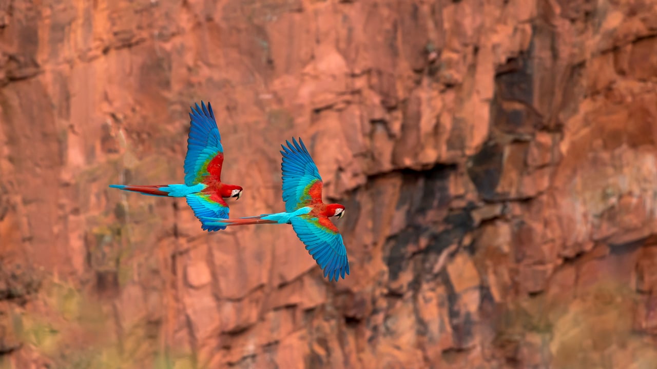 Red-and-green macaws, Mato Grosso do Sul, Brazil (© Ellen Goff/Danita Delimont) desktop wallpaper