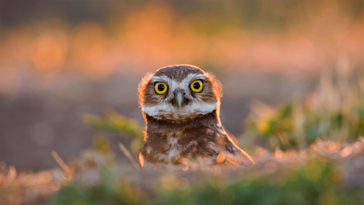 An adult burrowing owl emerges from its burrow at sunset in Davis, California (© Neil Losin/Tandem Stills + Motion) desktop wallpaper