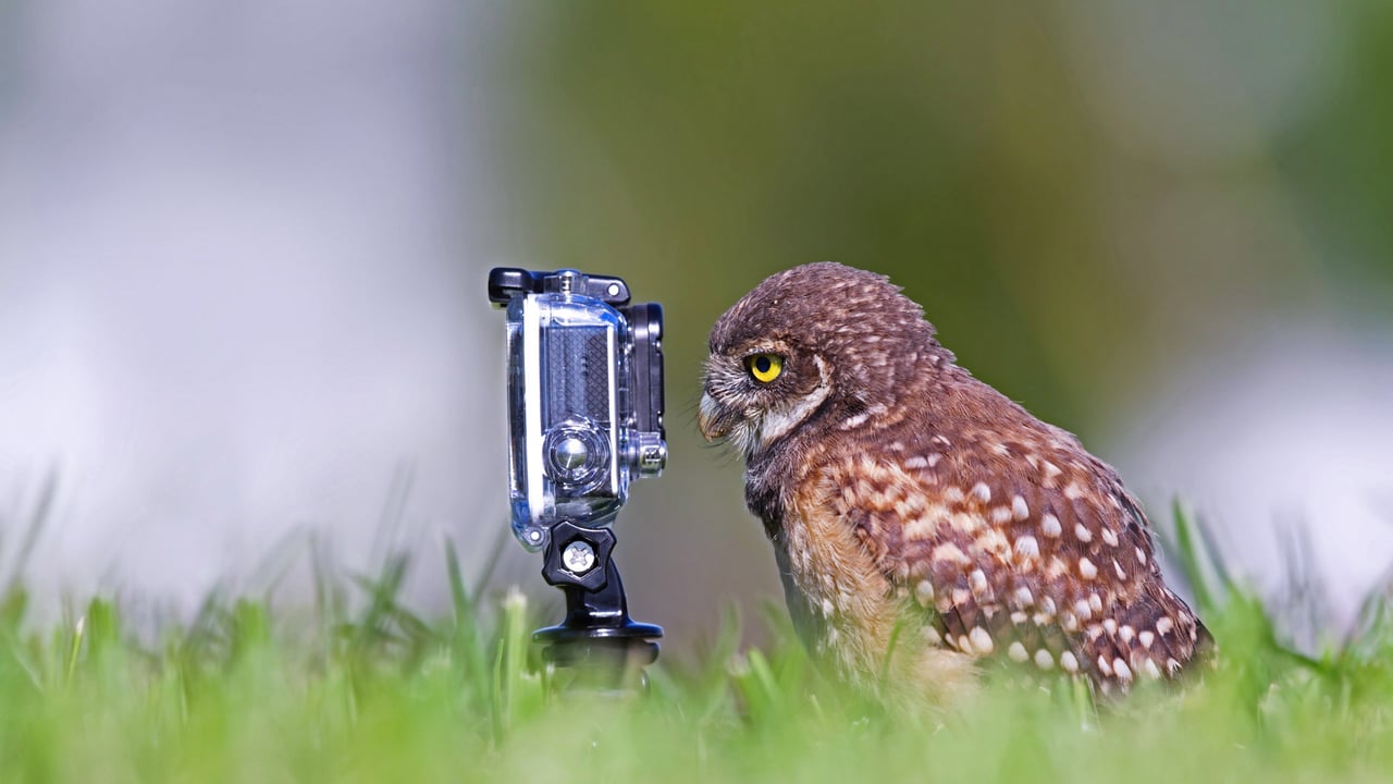 Burrowing owlet posing in Cape Coral, Florida (© mlorenzphotography/Getty Images) desktop wallpaper