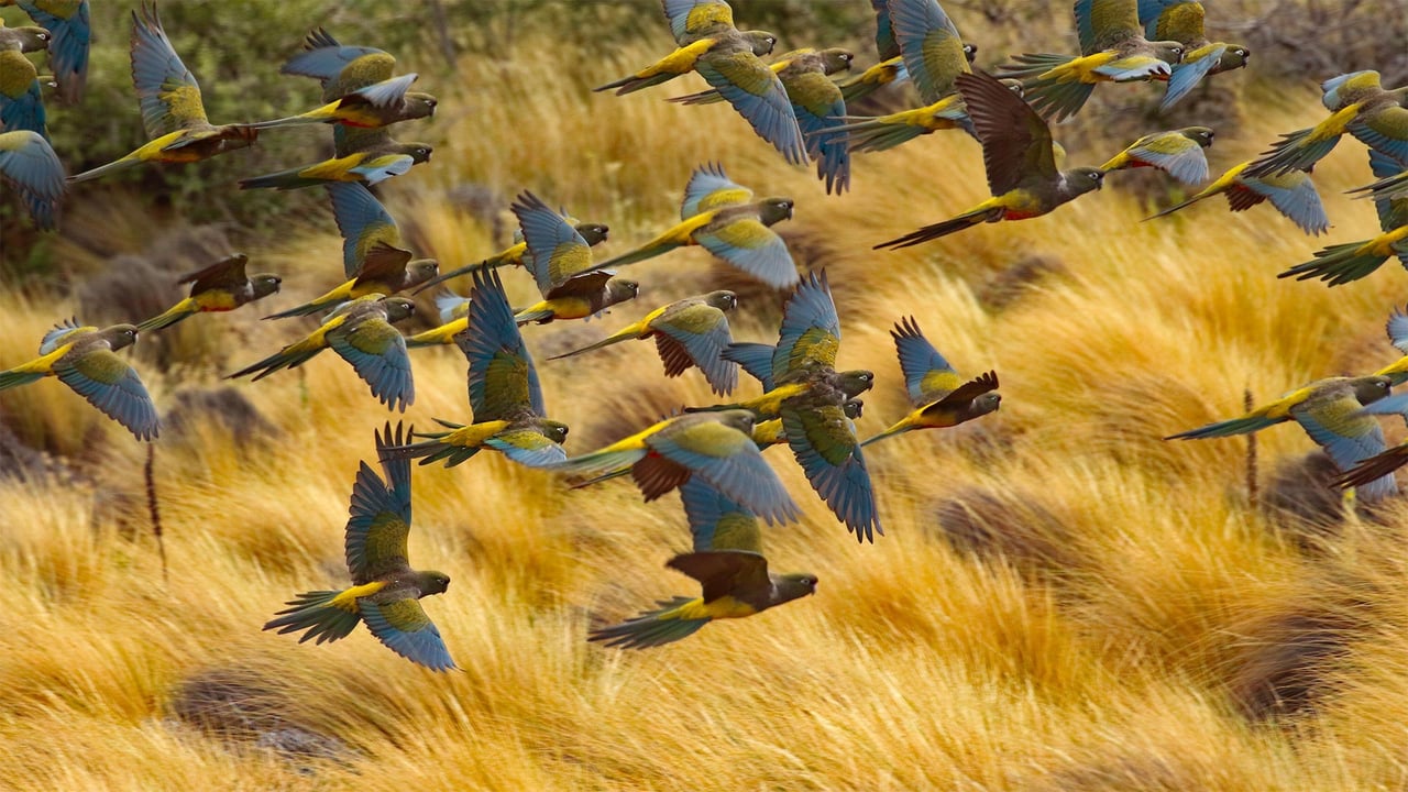 Burrowing parrots in Las Lajas, Argentina (© Cagan Hakki Sekercioglu/Getty Images) desktop wallpaper