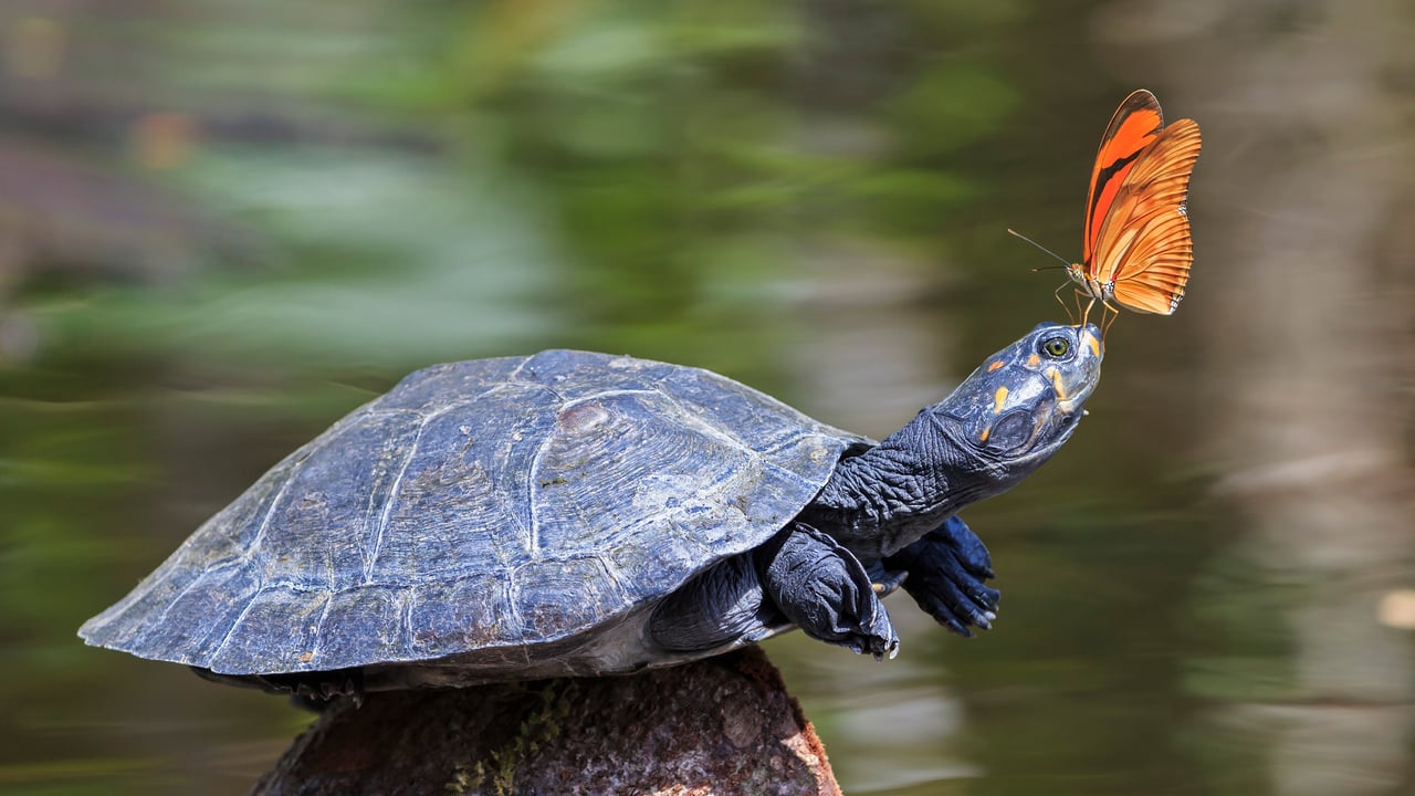 A Julia butterfly on the nose of a yellow-spotted river turtle, Amazon Region, Ecuador (© Westend61/Getty Images) desktop wallpaper