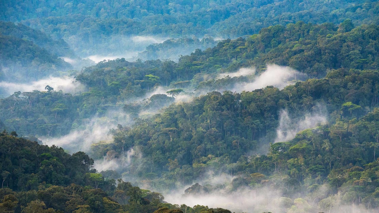 Bwindi Impenetrable National Forest, Uganda (© Art Wolfe/DanitaDelimont.com) desktop wallpaper