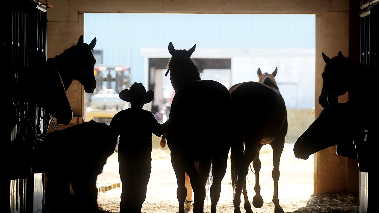 A cowboy tends to horses in a barn at the Calgary Stampede on July 10, 2011 in Calgary (© Mario Tama/Getty Images) desktop wallpaper