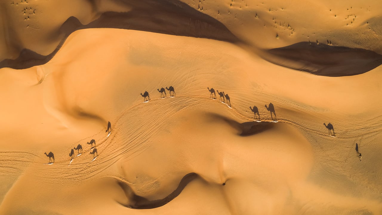 Camels in the desert, United Arab Emirates (© Amazing Aerial Premium/Shutterstock) desktop wallpaper