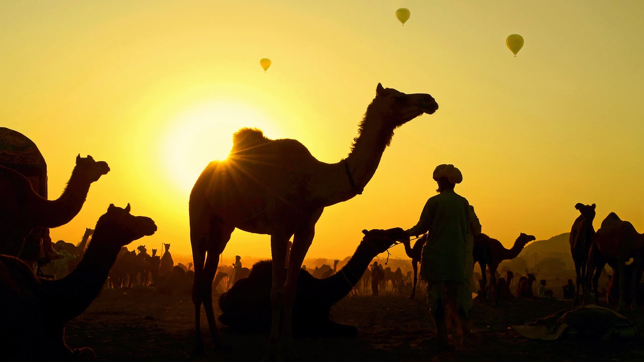 「プシュカル・キャメル・フェア」インド, ラジャスタン (© Anand Purohit/Getty Images) desktop wallpaper