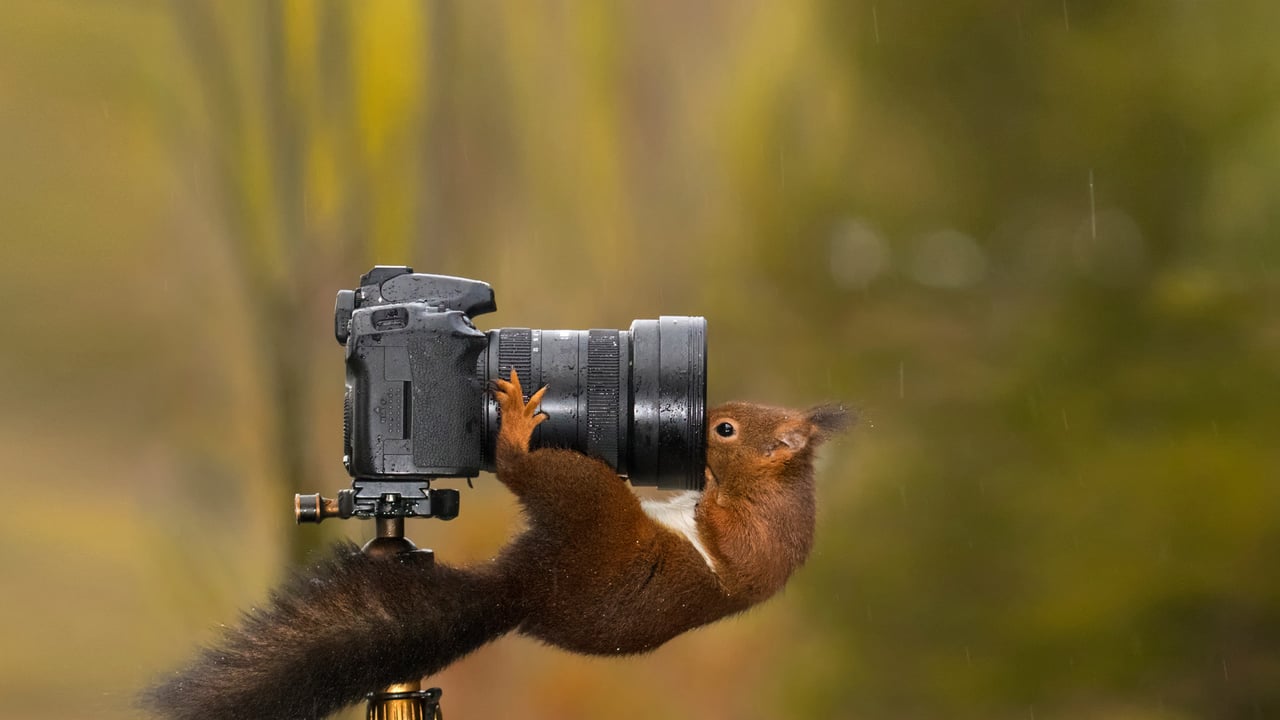 Squirrel looking into the lens of a camera (© Alfredo Piedrafita/Getty Images) desktop wallpaper