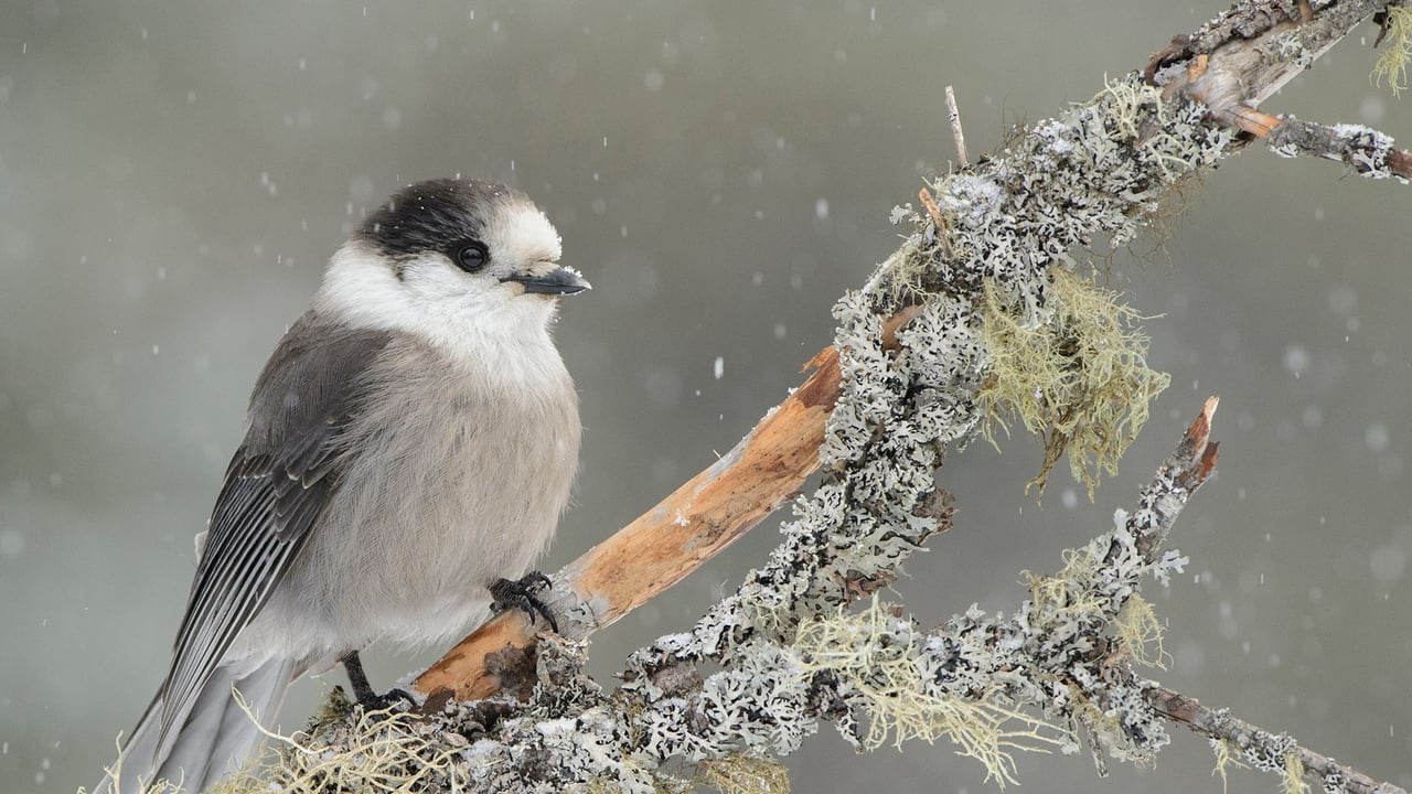 Canada Jay (Perisoreus canadensis) in light snowfall, Ontario (© Alan Murphy/Minden Pictures) desktop wallpaper