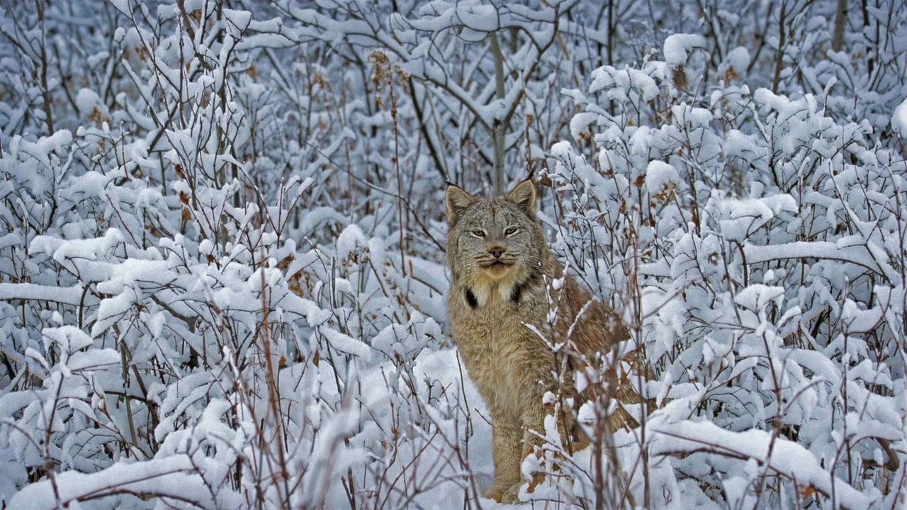 Canada lynx in Montana (© Alan and Sandy Carey/Minden Pictures) desktop wallpaper