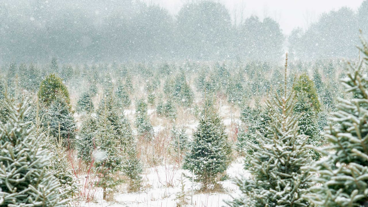 Christmas tree farm in Ontario, Canada (© FatCamera/Getty Images Plus) desktop wallpaper