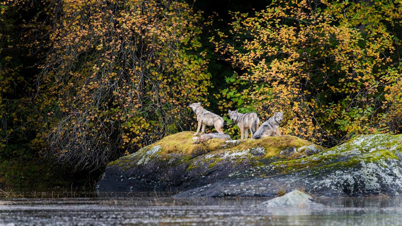 Vancouver Coastal Sea wolves in Great Bear Rainforest, British Columbia, Canada (© Nick Garbutt/Alamy) desktop wallpaper