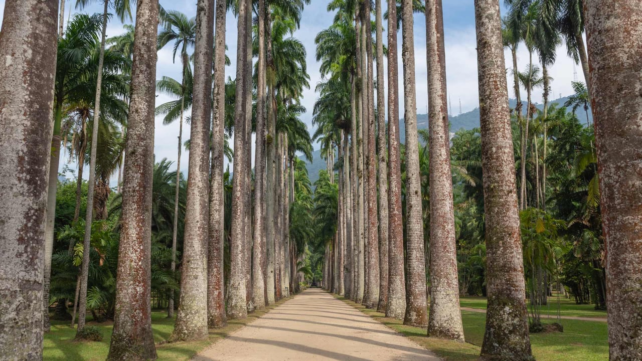 Imperial palm trees in the Rio de Janeiro Botanical Garden, Brazil (© Marcia Silva de Mendonca/Getty Images) desktop wallpaper