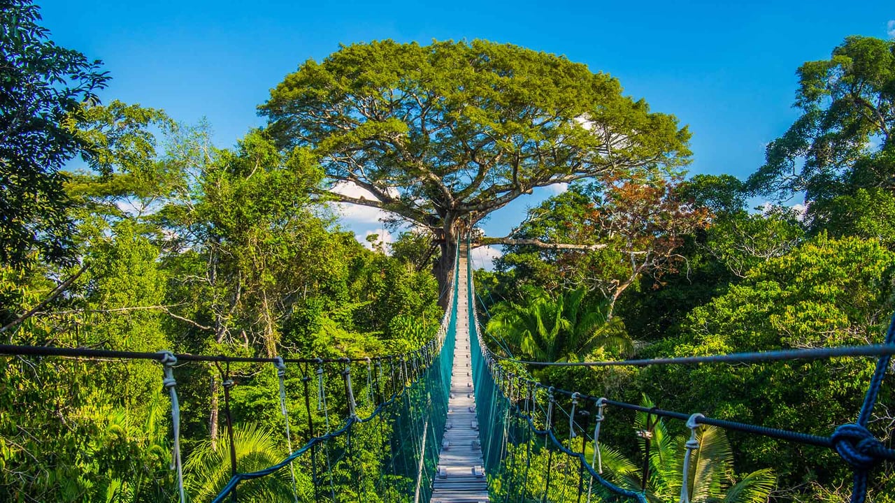 Suspension bridge in Tambopata National Reserve, Amazon Basin, Peru (© Pere Rubi/Getty Images) desktop wallpaper
