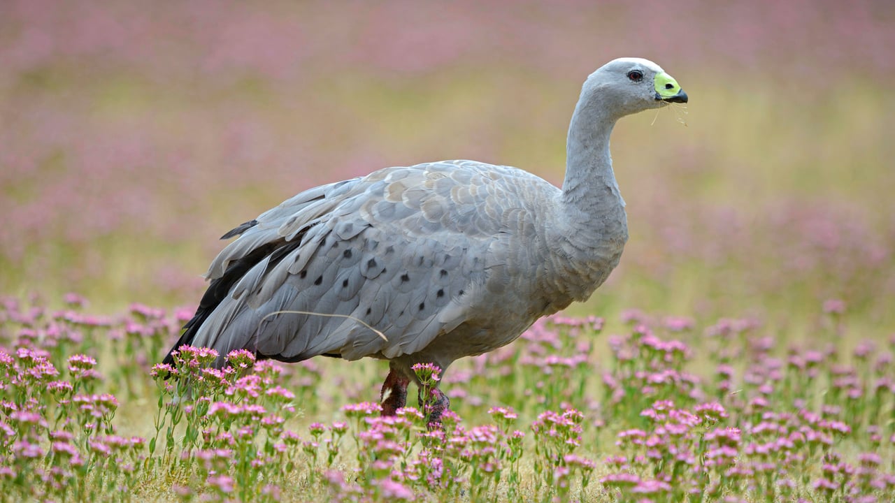 Cape Barren Goose (Cereopsis novaehollandiae) standing in a flowering meadow, Tasmania (© blickwinkel/Alamy Stock Photo) desktop wallpaper
