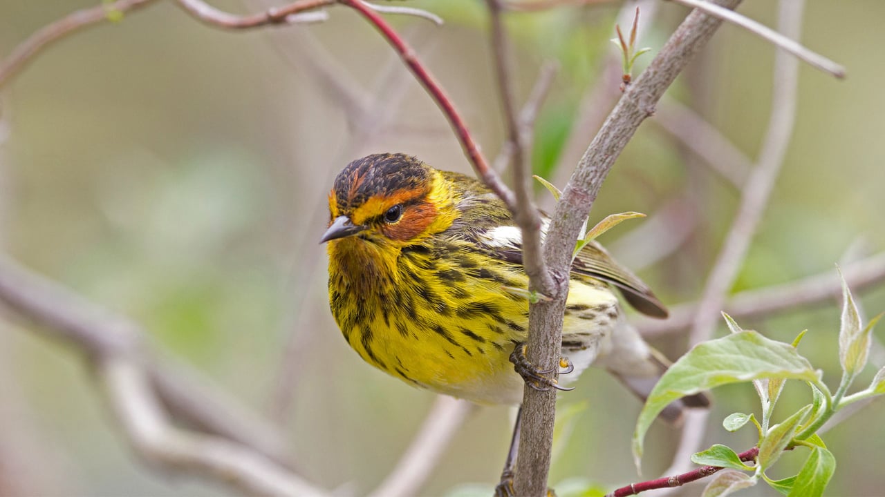 Male Cape May warbler in spring (© JZHunt/Getty Images Plus) desktop wallpaper