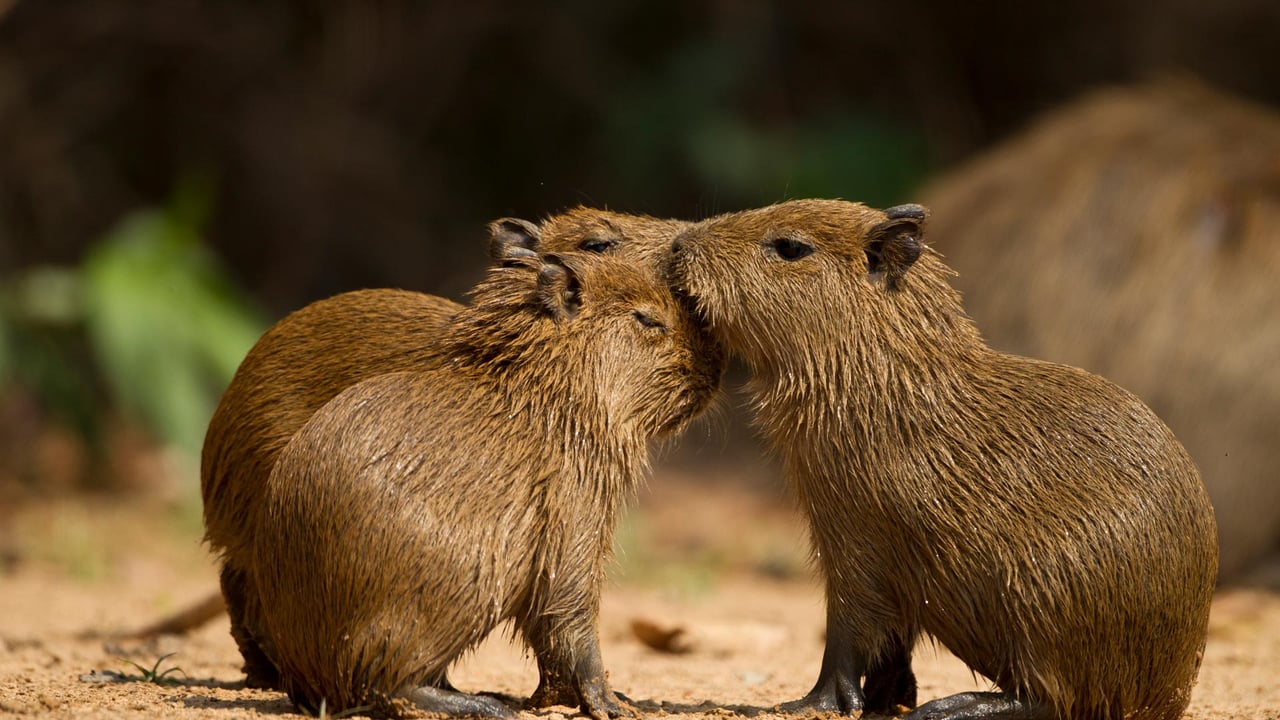 Três capivaras juntas em um ambiente natural, Pantanal Norte, Mato Grosso, Brasil (© Joe McDonald/Getty Images) desktop wallpaper