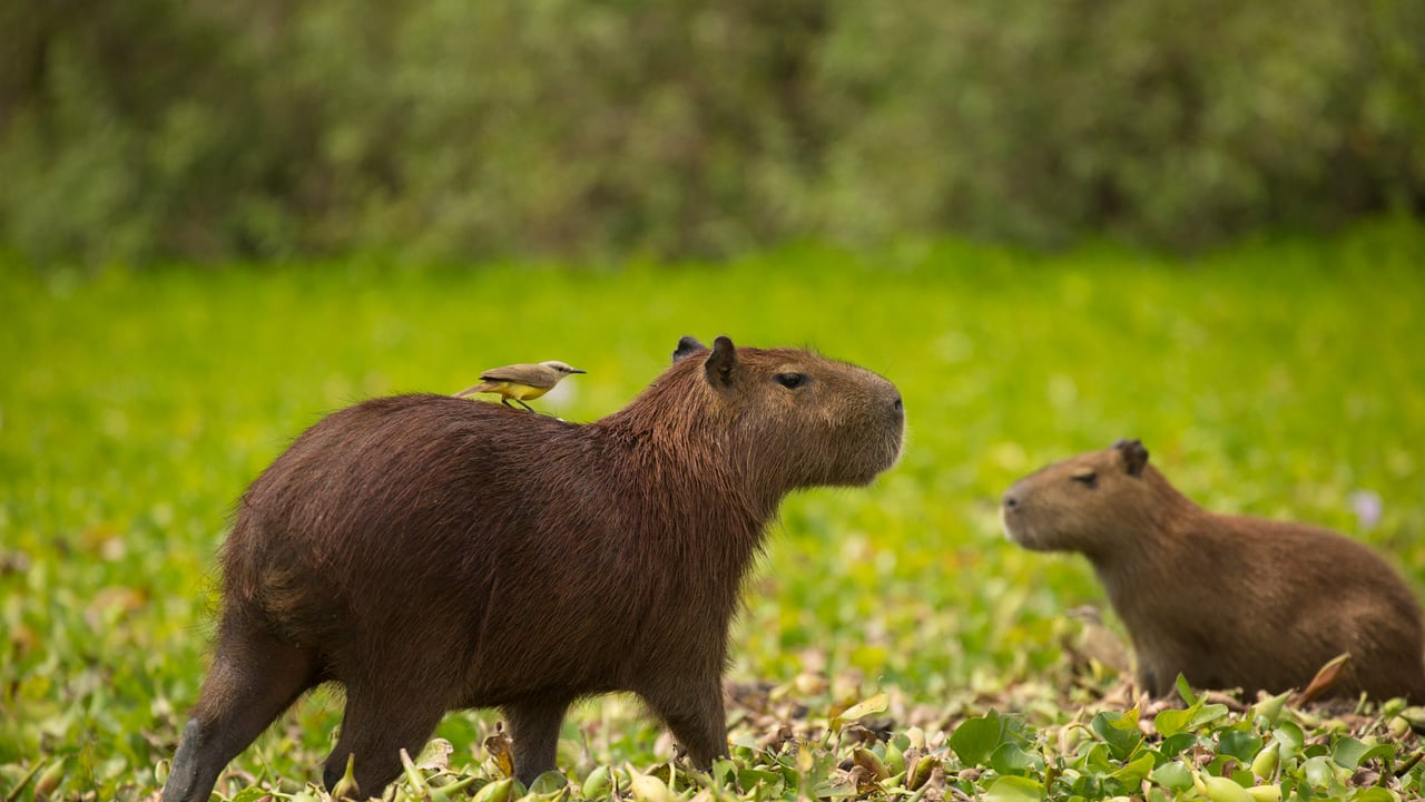Capivara, o maior roedor do mundo, na margem de um rio no Pantanal (© Joe McDonald/Getty Images) desktop wallpaper