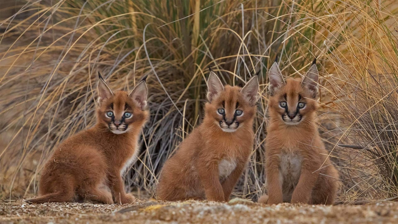 Caracal cubs (© Marion Vollborn/Minden Pictures) desktop wallpaper