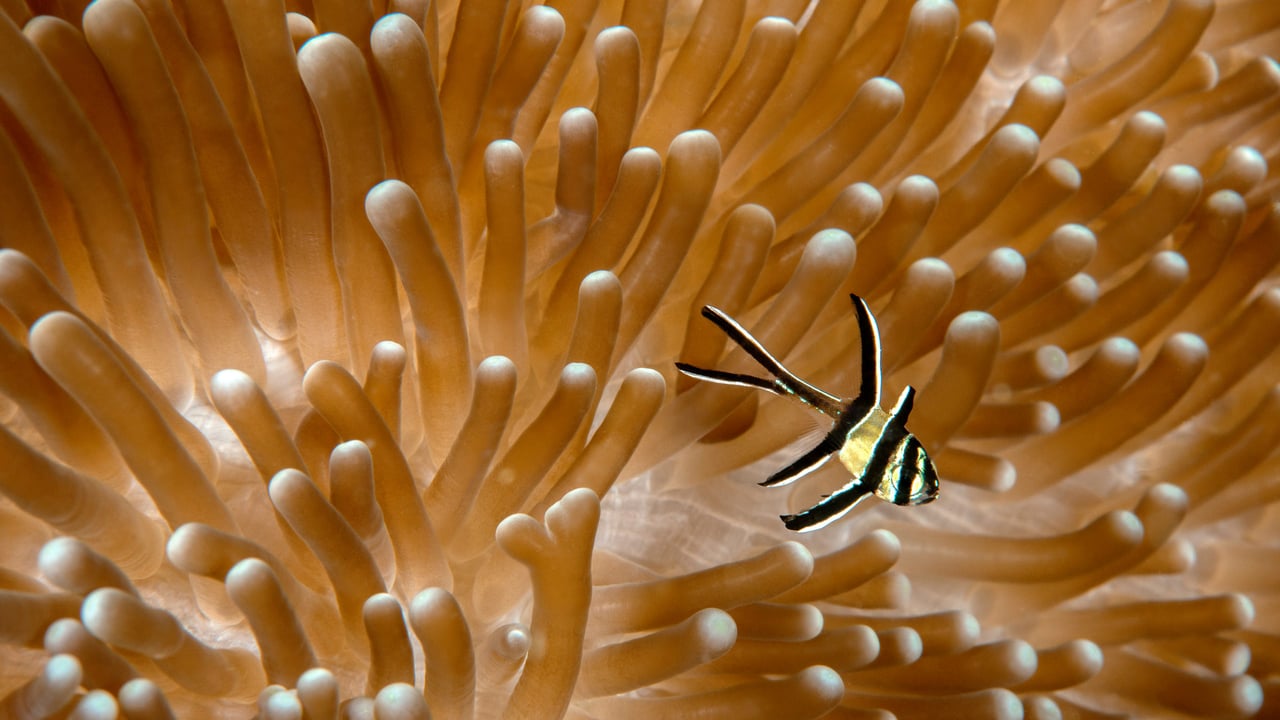 Juvenile Banggai cardinalfish with sea anemone, Lembeh Strait, North Sulawesi, Indonesia (© Constantinos Petrinos/NPL/Minden Pictures) desktop wallpaper