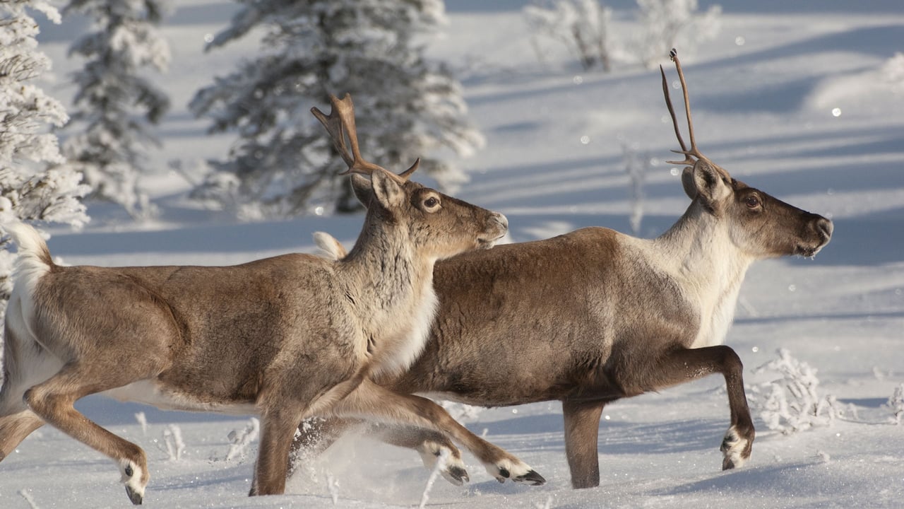 Caribou running in snow, Alaska (© Michael Quinton/Minden Pictures) desktop wallpaper