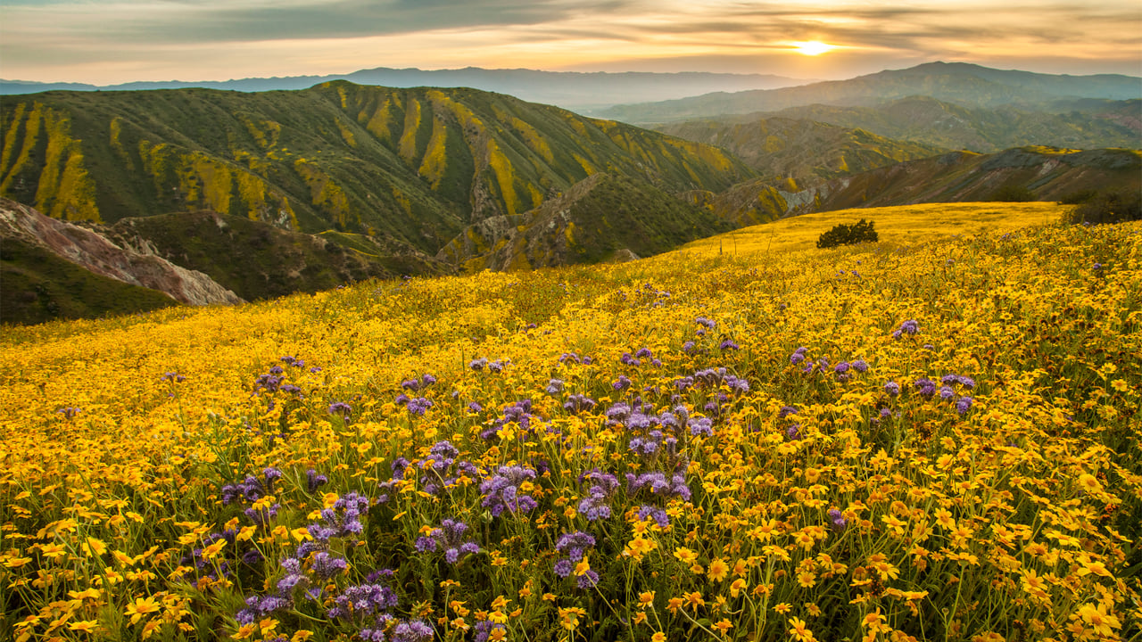 Superbloom in Carrizo Plain National Monument, California (© Robb Hirsch/TANDEM Stills + Motion) desktop wallpaper