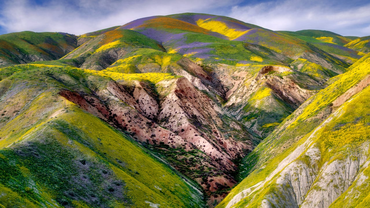 Wildflowers in the Carrizo Plain National Monument, California (© Dennis Frates/Alamy) desktop wallpaper